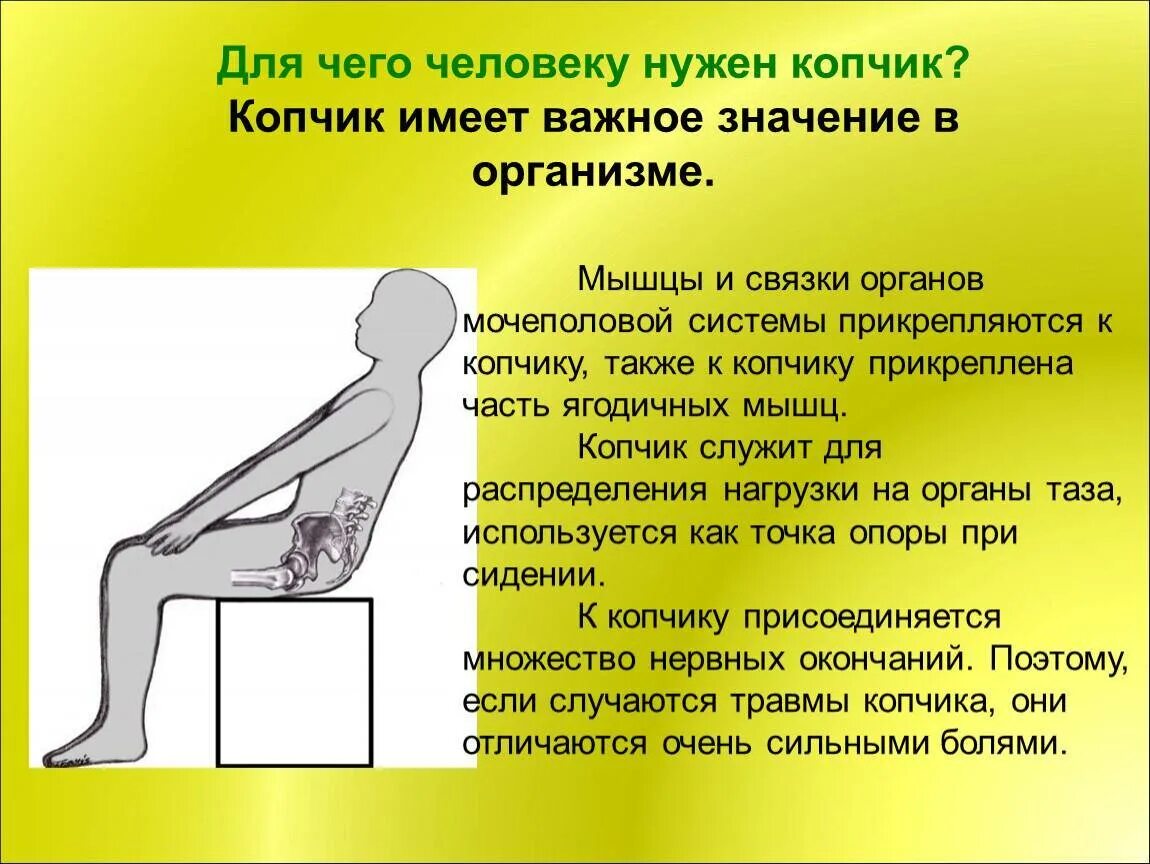 Боли когда садишься и встаешь. Упражнения при боли в копчике. боли в области копчика при сидении и вставании.