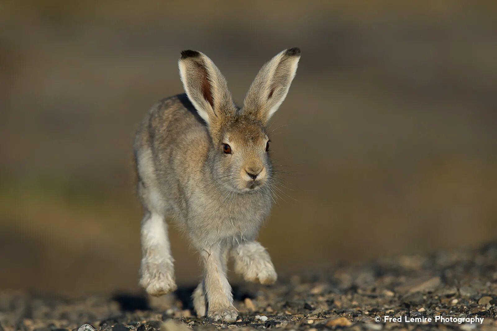 зайцы села. бельгийский заяц. животное похожее на зайца. зайцы села. заяц толай.