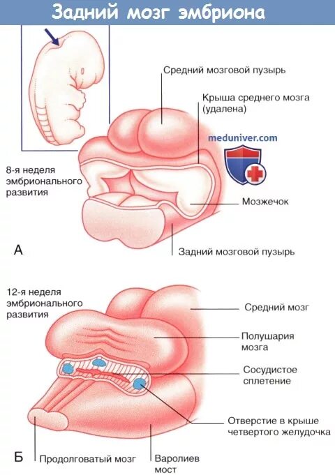 Полушария головного мозга. Зародыш крысы сагиттальный разрез. Эмбриональное развитие головного мозга. Воздушный пузырь у зародышей. Воздушный пузырь у зародышей.