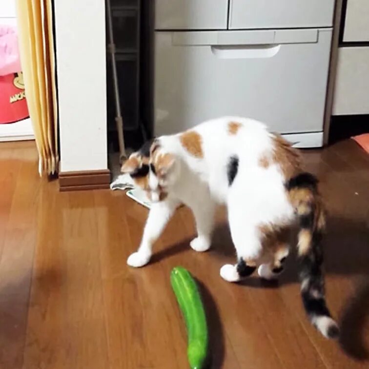 Кошки боятся огурцов. Кот боится огурца. Кот подпрыгнул от страха. Смешные котики боятся огурцов. Кот боится видео.