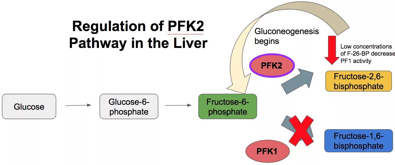 Regulation. Biochemical Pathways in Liver. 9. Gluconeogenesis Regulation. Biochemical Pathways in Liver Quiz.