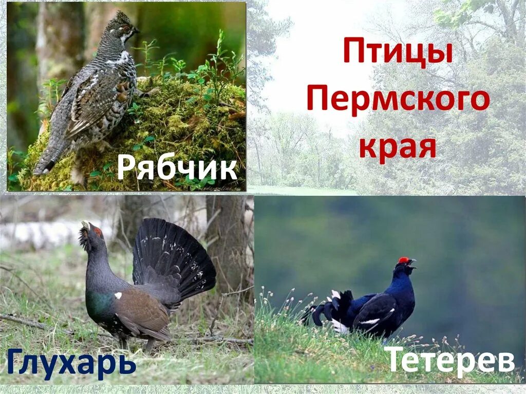 Птицы пермского края названия