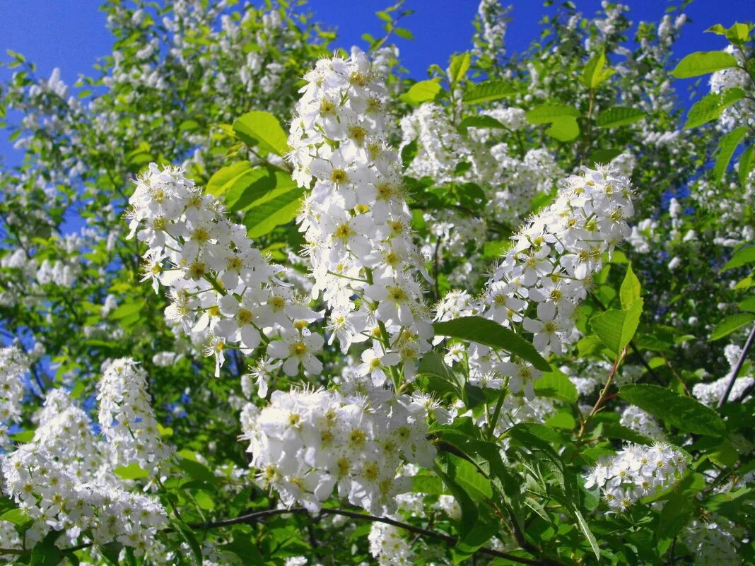 "черемуха". черемуха с весною расцвела. черемуха душистая с весною расцве. есенинская черемуха. черёмуха душистая есенин черёмуха душистая есенин.