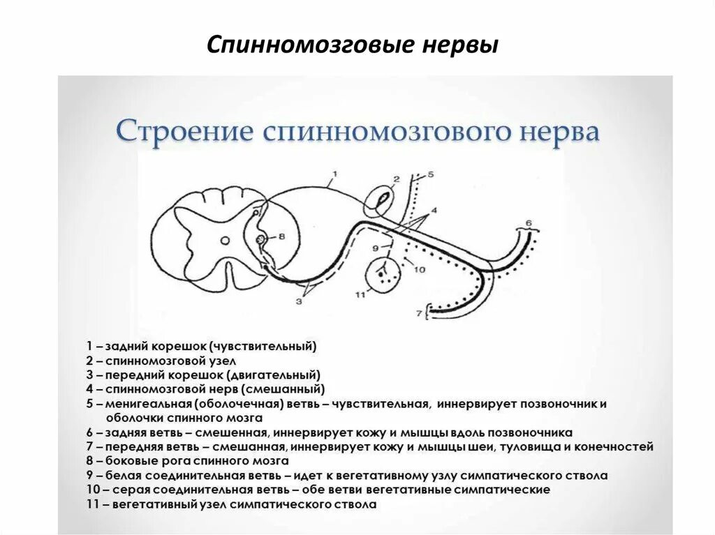 Строение спинного нерва