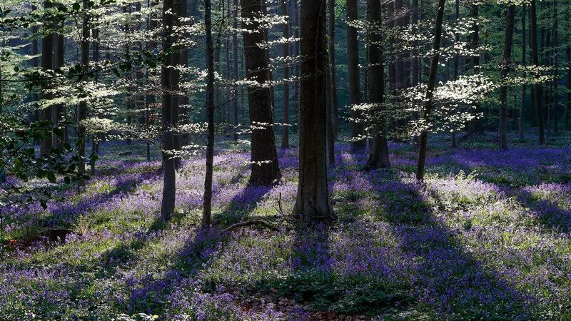 Forest Images :: Photos, videos, logos, illustrations and branding :: Behance