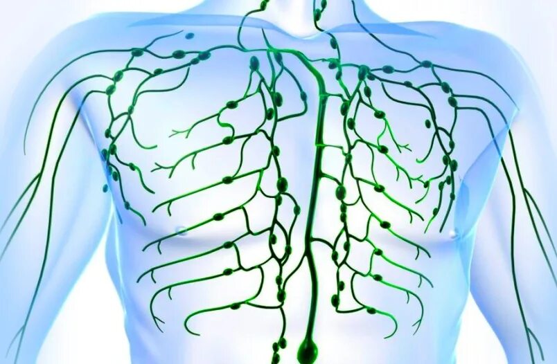 Лимфоотток в организме. Лимфатическая система человека. Лимфатическая система анатомия. Ток лимфатической системы. Что такое лимфа у человека.