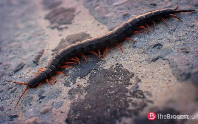 Самая большая сколопендра в мире. Сколопендра древняя. Сороконожка сколопендра гигантская. Амазонская сколопендра. Сколопендра хитин.