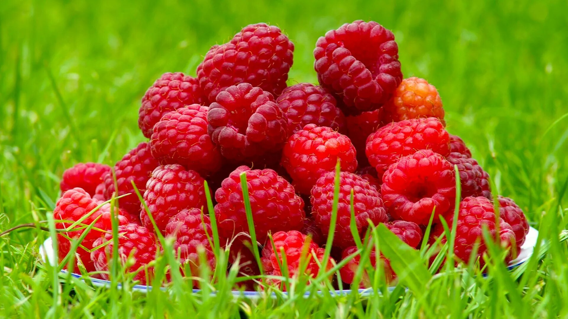 Ягода малина Кропоткин. Красивые ягоды. Лето ягоды. Летние картинки на рабочий стол