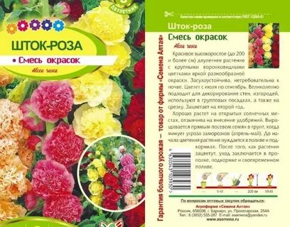 Мальва семенами в открытый грунт
