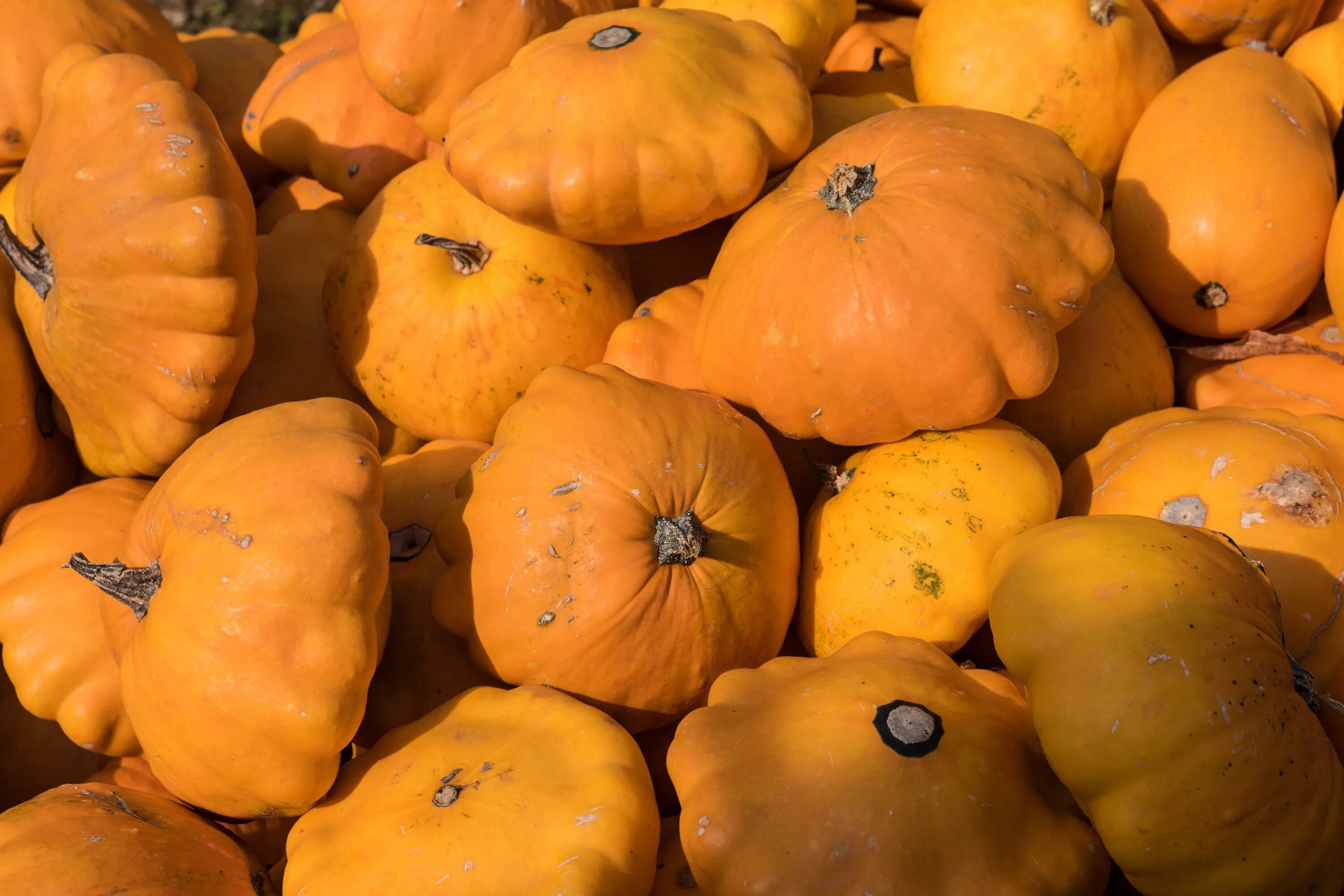 Orange vegetables. Тыква патиссон. Тыква декоративная Апельсинка. Оранжевые овощи. Фрукты и овощи оранжевого цвета.