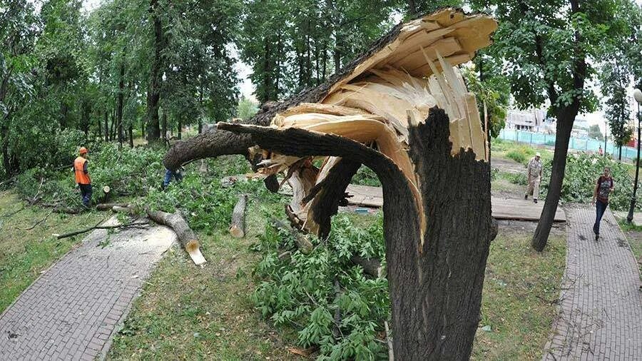 Ветер в москве деревья. Поваленные деревья в городе. Сломанное дерево. Упавшее дерево в городе. Поваленное дерево.