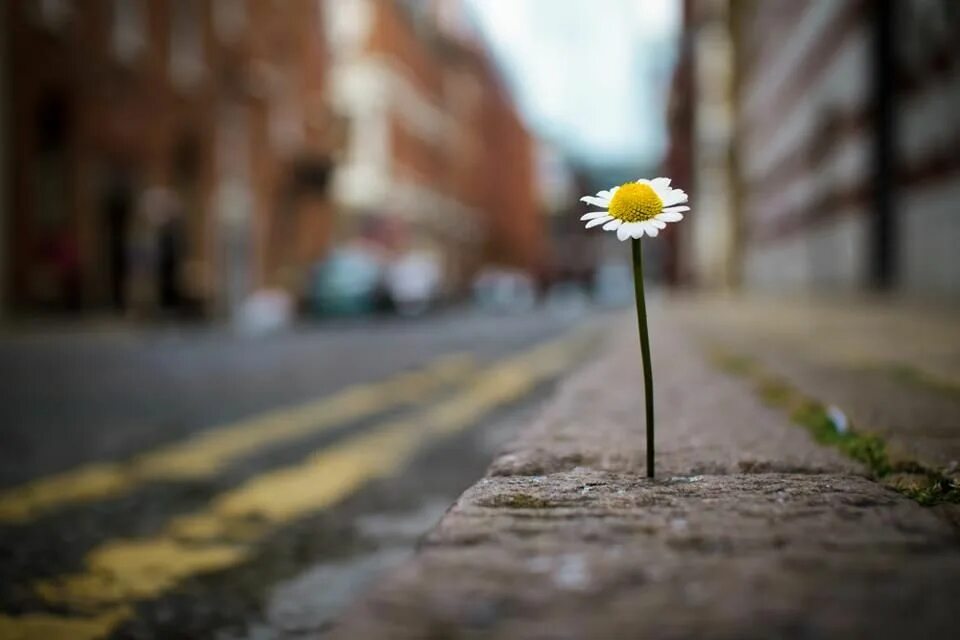 Life found a way. Одинокий цветок. Одинокий цветок макро. Одинокий цветочек. Цветок одиночества.