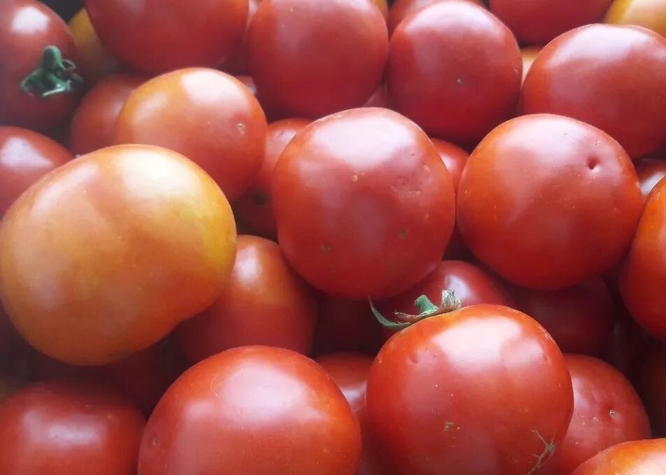 Куплю томат оптом