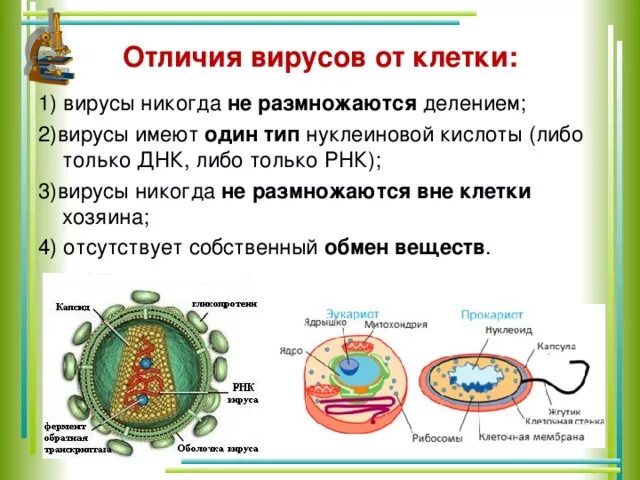 Клеточное строение имеет бактерия вирус. Чем отличается строение вируса. Отличие клетки от вируса в строении. Отличие вируса от бактерии строение. Отличия бактериальной клетки от вирусной.