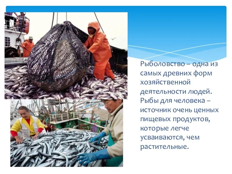 Промысловые рыбы. Рыболовный промысел. Презентация на тему рыболовство. Рыболовство промысловые рыбы. Время промыслов рыбы