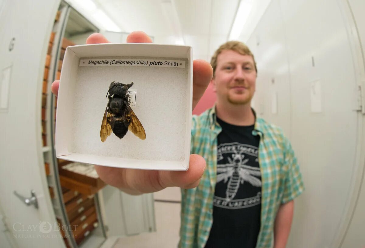 Stickers found by your bees while gathering