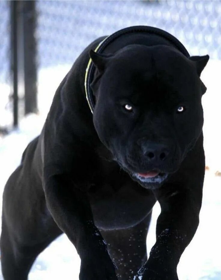 Маленькая сильная собака. Стаффордширский терьер чёр. Американский питбультерьер черный. Стафф терьер черный. Стаффордширский терьер американский питбультерьер чёрный.