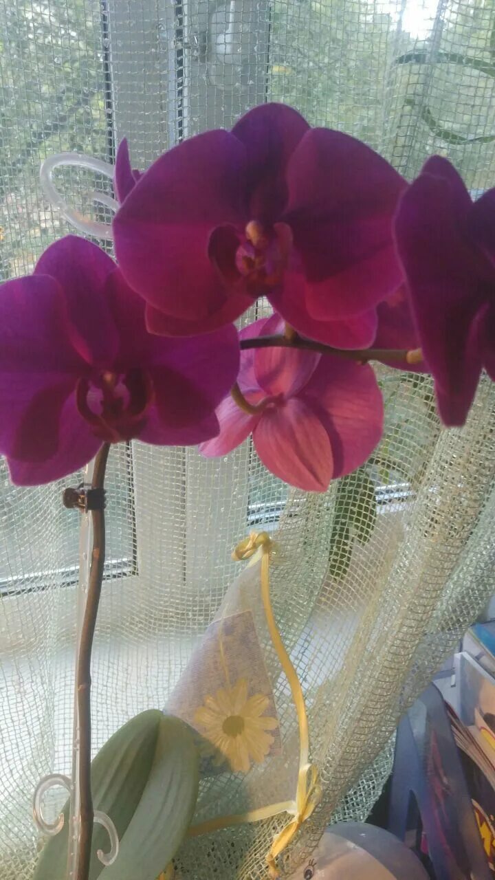 Пестик орхидеи. Орхидея простая. Домашняя Орхидея красная. Орхидея пестик и тычинка.