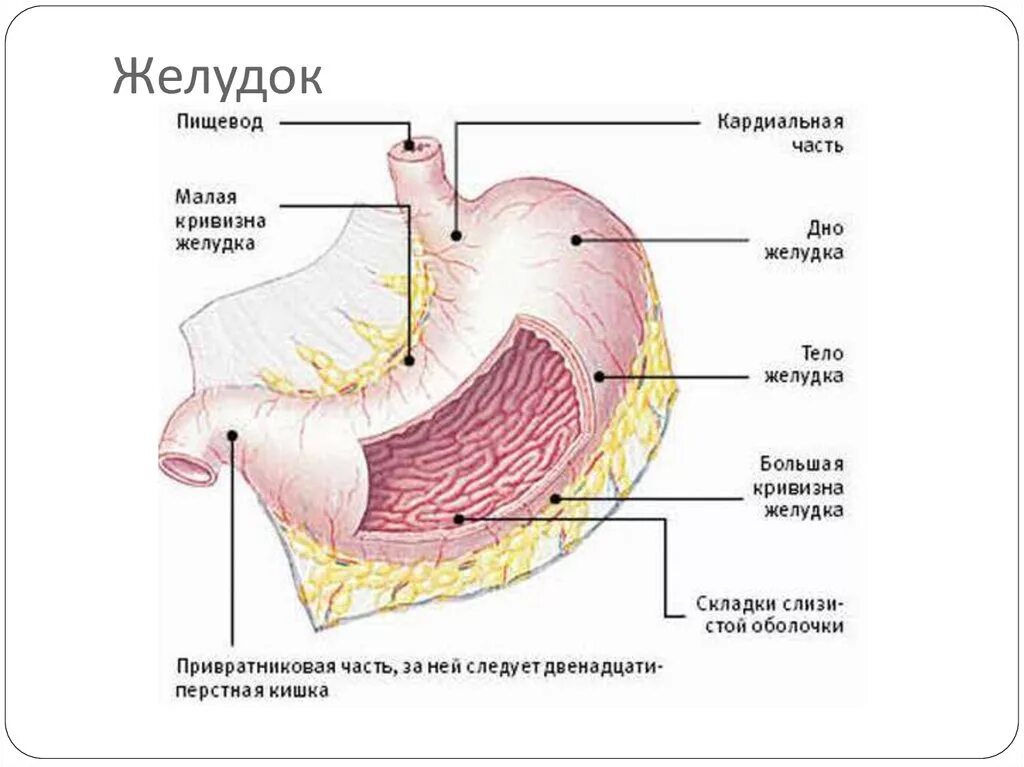 Части органа желудка. Кардиальная часть желудка. Части желудка анатомия. Кардиальное отверстие желудка.