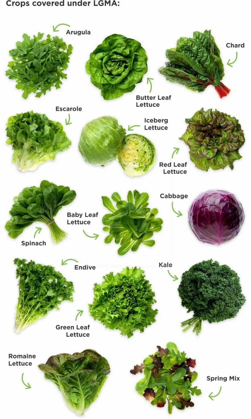 Зелень типы. Зелень для салатов. Наименование зелени для салатов. Зелень названия. Разновидности салата листового.