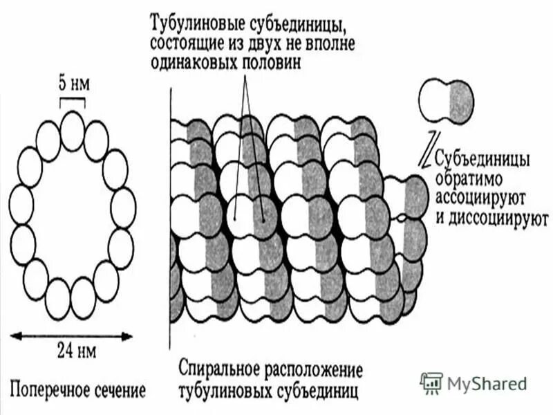 Состоит из двух субъединиц образован микротрубочками. Актиновые нити строение. Количество микротрубочек. Строение и функции органоидов таблица 10 цитоскелет. Микротрубочки строение и функции.