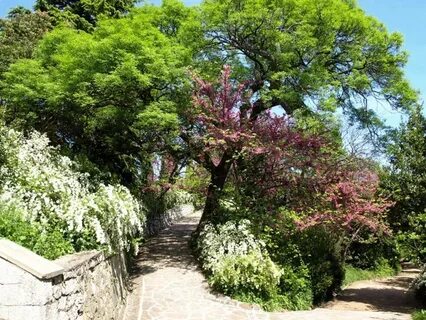 Какие кустарники в крыму