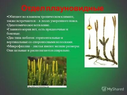 Голосеменные хвощевидные плауновидные