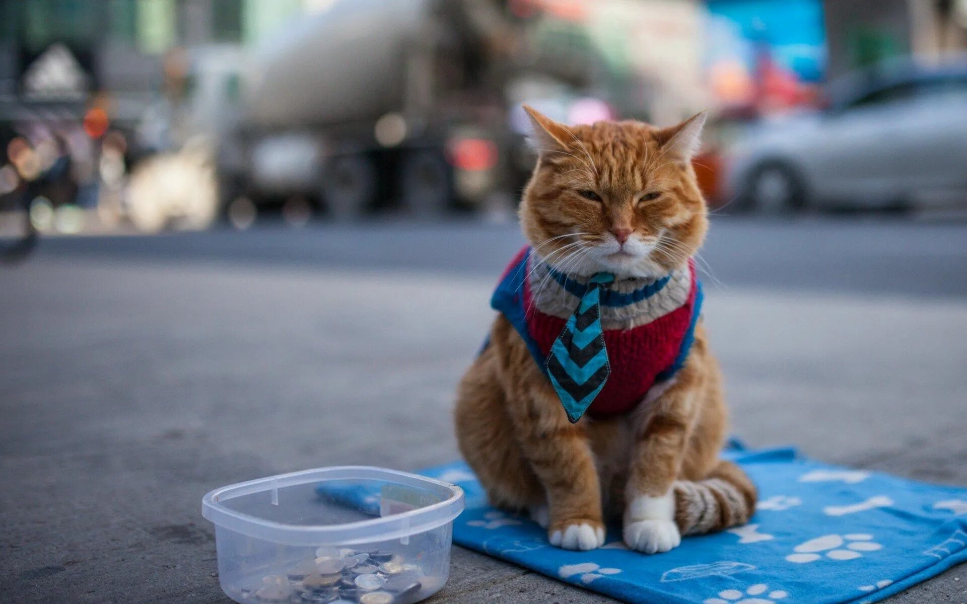 Уличные коты. Котик попрошайка. Попрошайка рыжий кот. Рыжий кот на улице. Hello street cat петиция остановите