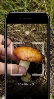 Приложение распознающее грибы