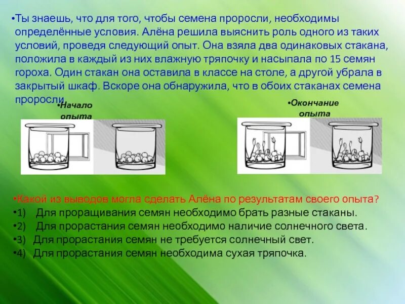 Какой опыт получили. Опыт по проращиванию семян. Условия прорастания семян опыт. Условия необходимые для прорастания семян опыт. Эксперимент прорастания семян в двух стаканах.