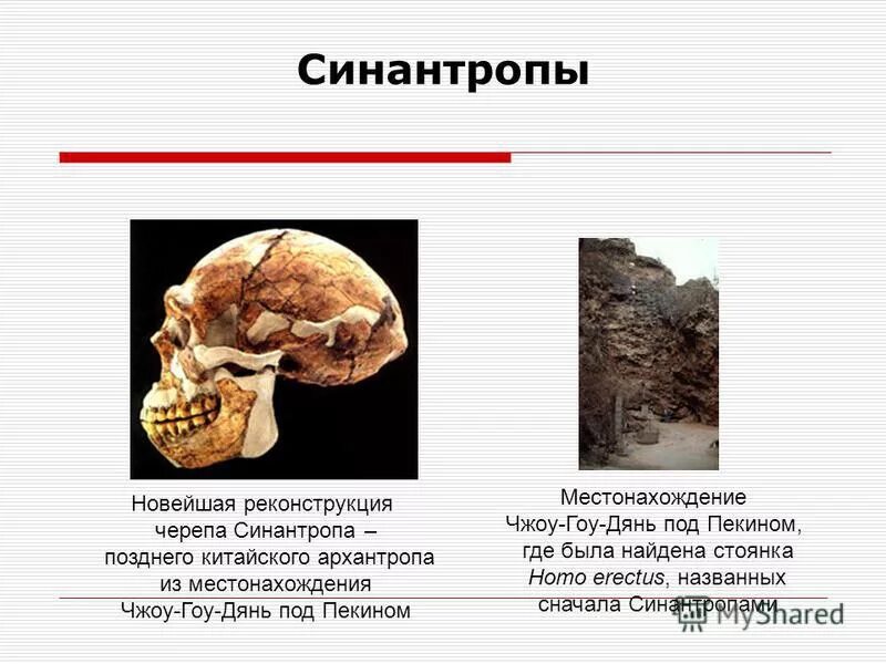 Синантроп был найден. Чжоукоудянь синантроп пещера. Окаменелости черепа синантропа. Синантроп был найден. Где жили синантропы.