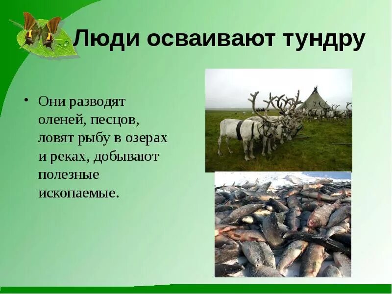 Как человек использует тундру. Деятельность человека в тундре. Использование природной зоны тундры человеком. Зона тундры деятельность человека.