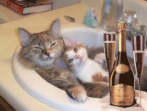 Два кота пьют. Котик и шампанское. кот с шампанским. шампанское для кошек. коты пьют шампанское.