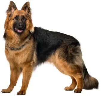 Dog German Shepherd transparent background 12893842 PNG