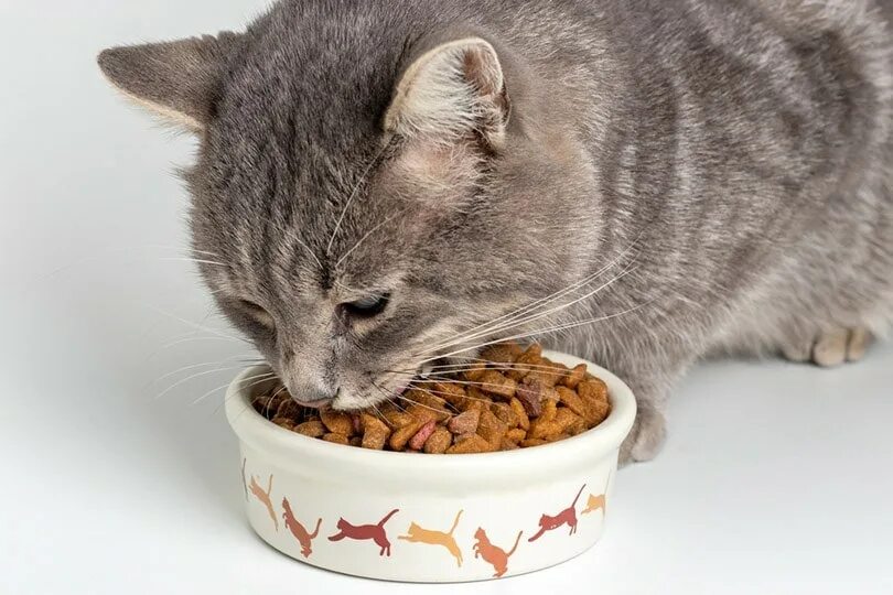 Можно есть кошачий корм людям. Кошачий корм блюдо обида. food for cats. cat taking food with hands.