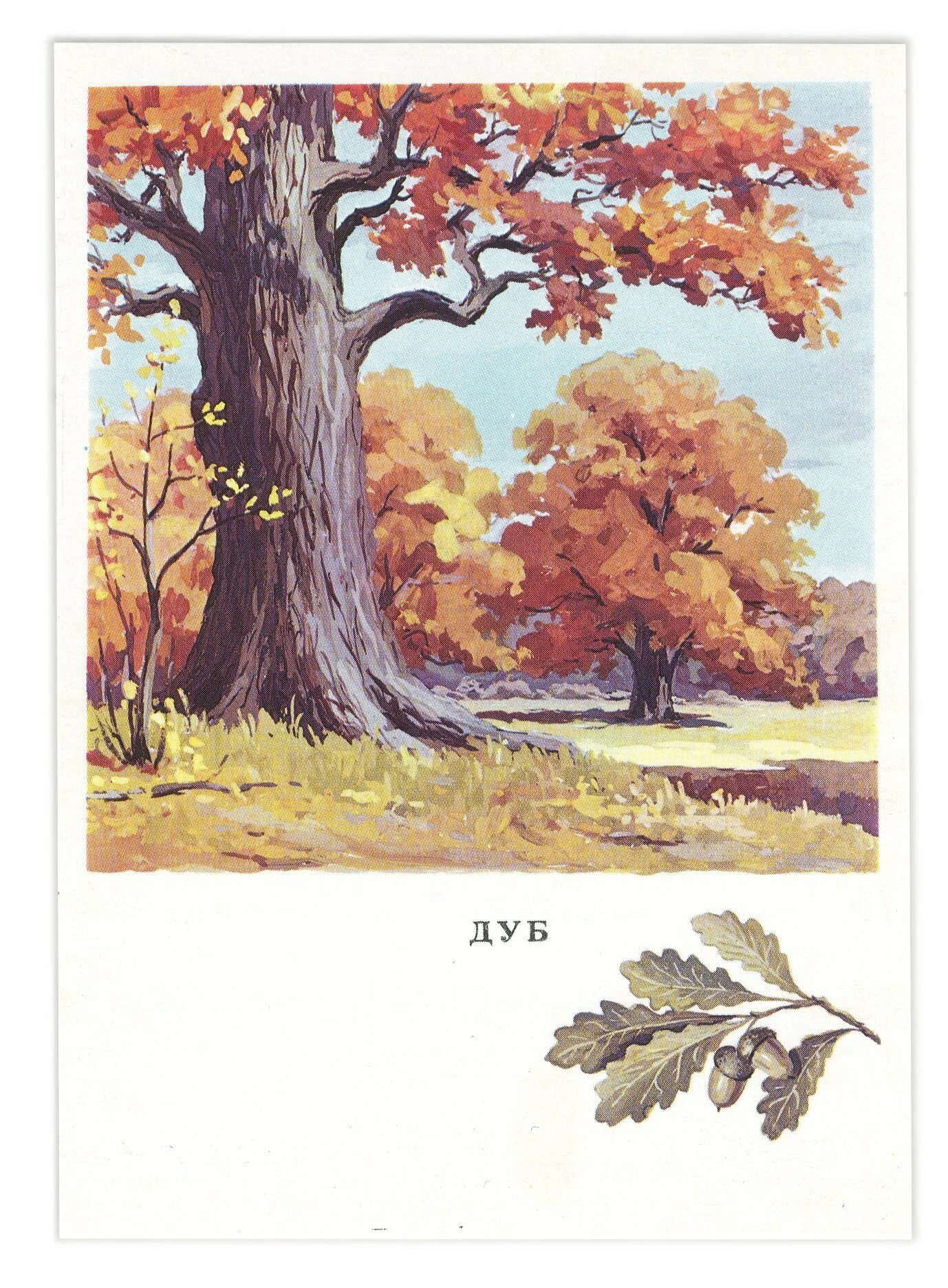 На рисунке изображены облепиха и дуб. Дуб осенью. Дуб рисунок. Осенний дуб. Дерево дуб осенью.