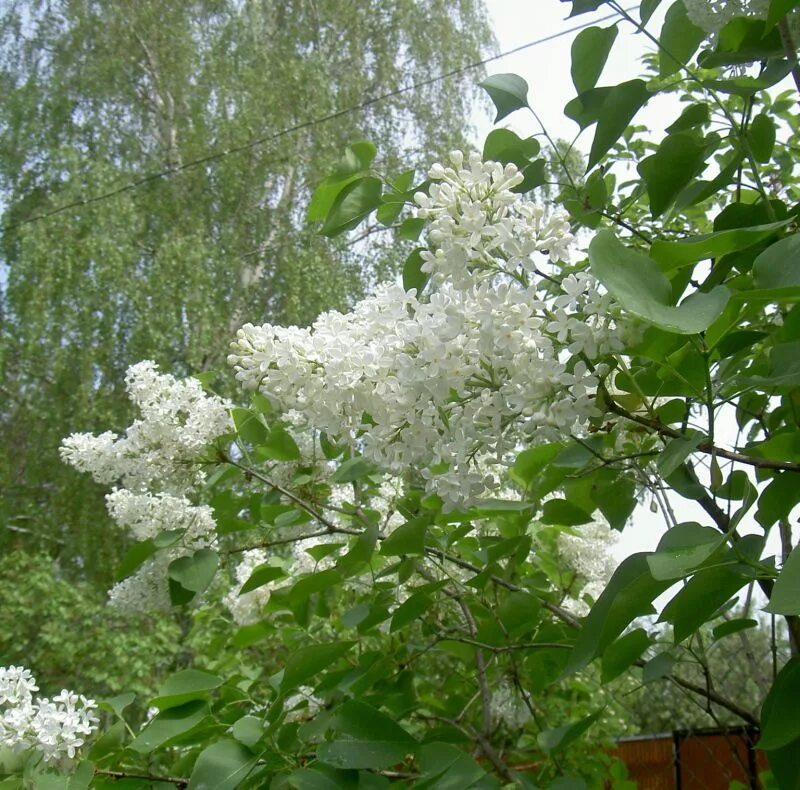 Белым цветом сирени. Сирень белая кустарник. Сирень обыкновенная куст. Белая сирень дерево. Черемуха, сирень сирень.