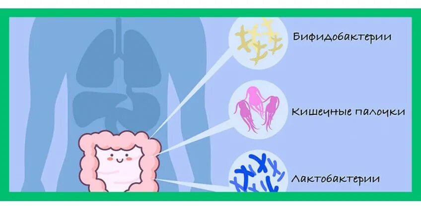 Микрофлора иммунитет. Кишечный иммунитет. иммунитет и кишечник взаимосвязь. кишечника в иммунитете человека. иммунитет формируется в кишечнике.