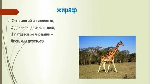Жираф загадка 1 класс