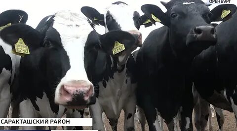 В хозяйстве заготовили для коров 17066