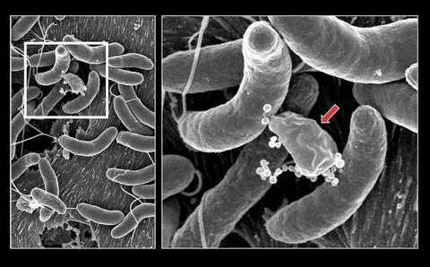 Enterobacter cloacae что это