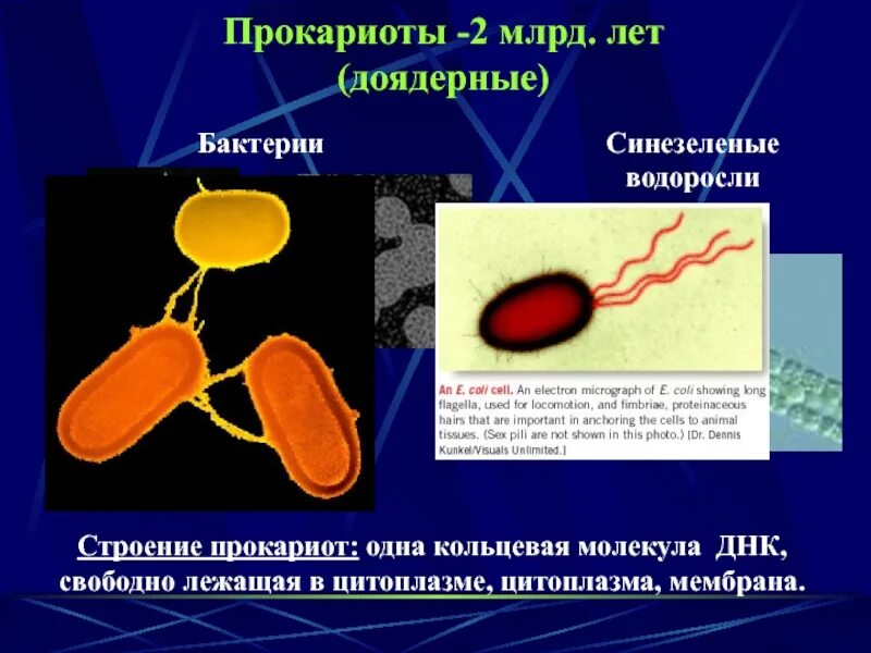 Биология 7 класс бактерии доядерные организмы. Кольцевая молекула ДНК У прокариот. Строение прокариот. Доядерные прокариоты. Доядерные бактерии.