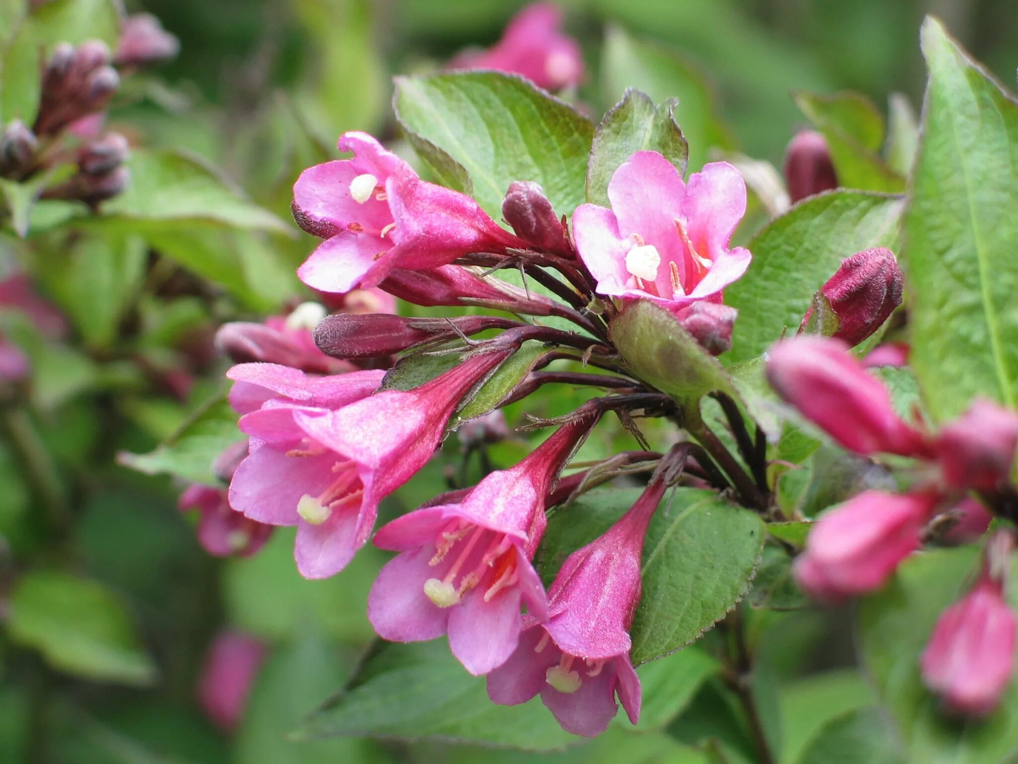 Вейгела Pink Princess. Вейгела Розеа. Вейгела Розеа (rosea).