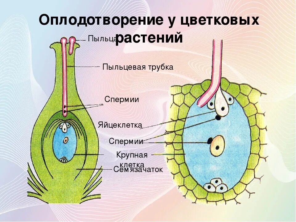 Образование семян покрытосеменных. Оплодотворение покрытосеменных растений схема. Схема двойного оплодотворения у покрытосеменных растений. Процесс оплодотворения у цветковых растений. Схема двойного оплодотворения у покрытосеменных растений 6 класс.