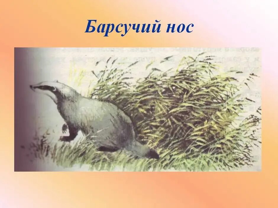 Произведения барсучий нос 3 класс паустовский. К. Паустовский "барсучий нос". Паустовский барсук барсучий нос.