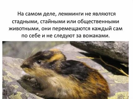 Лемминг сообщение для 4 класса окружающий мир