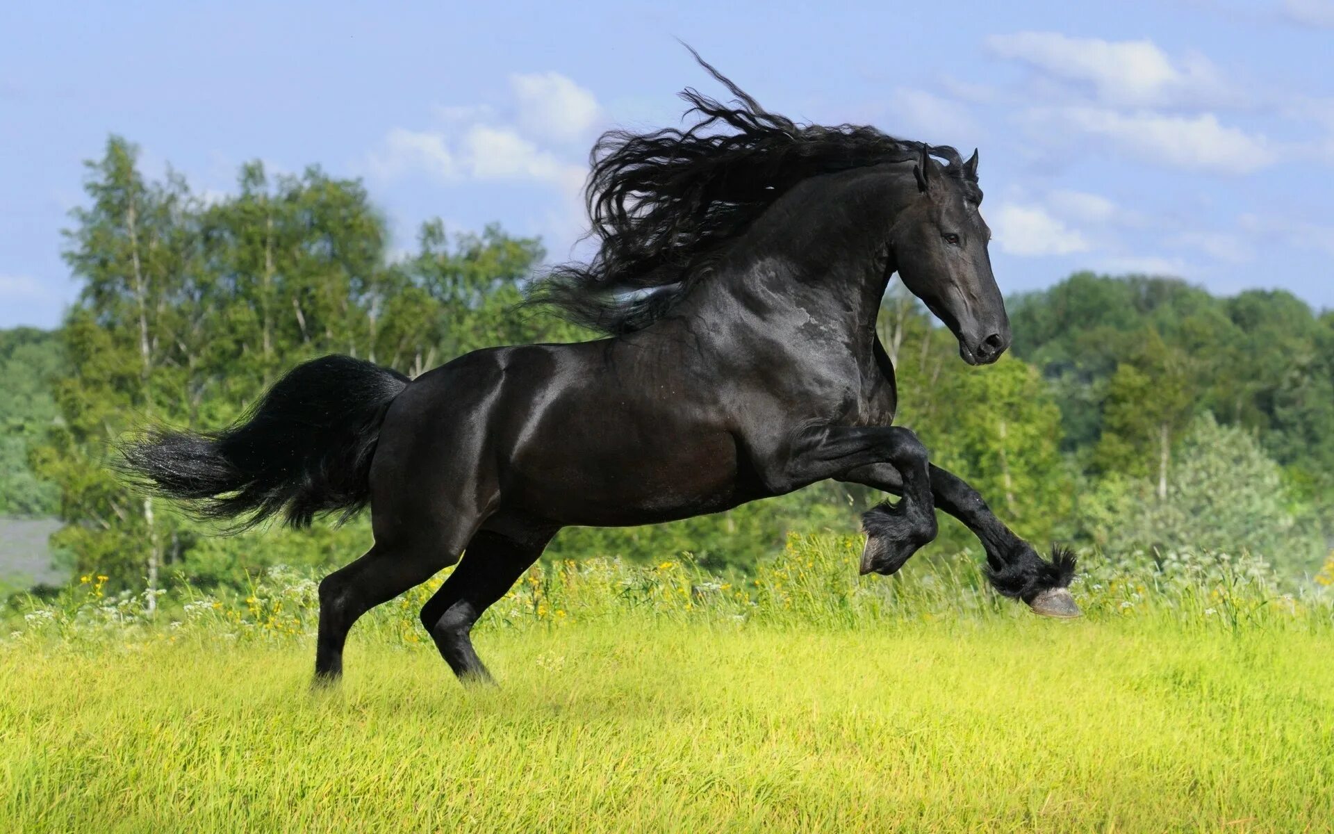 Черный конь скачет. Фризская порода лошадей Вороная. Пегая Фризская лошадь. Фризская лошадь гнедая. Фризская лошадь Пинто.