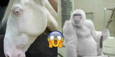 Человек рождается животным