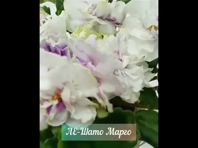 Шато марго сплин. Ле шато марго.