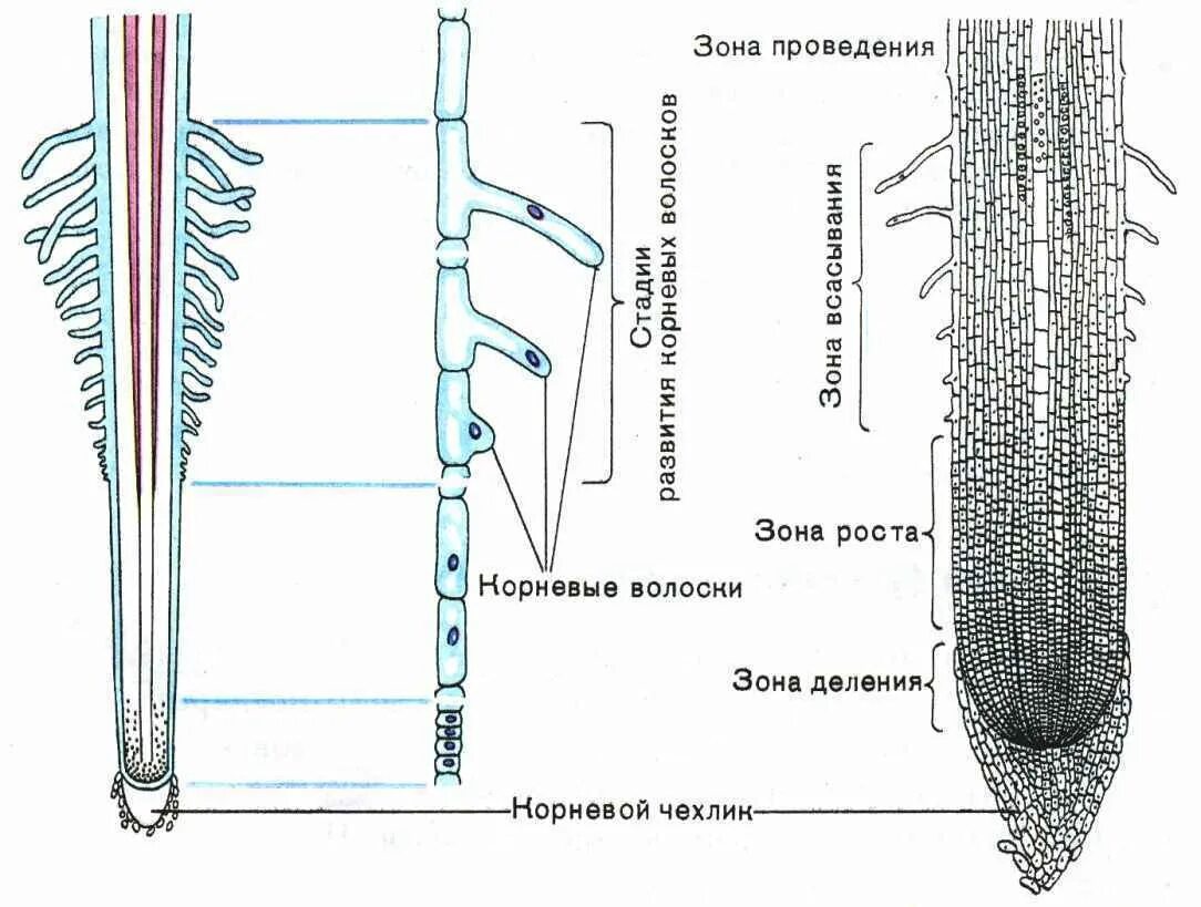 Какие функции выполняет чехлик. Зоны деления корня корневой чехлик. зоны корня снизу вверх. строение корня в зоне всасывания. последовательность расположения зон корня снизу вверх.